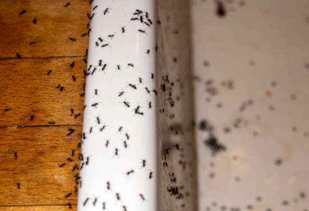 Best Cockroach Control Services  in Bloomfield, IA