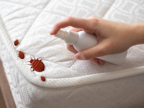 Best Wasp Removal Services  in Bloomfield, IA