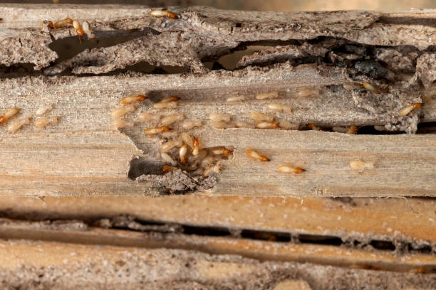 Best Affordable Pest Control Services  in Bloomfield, IA