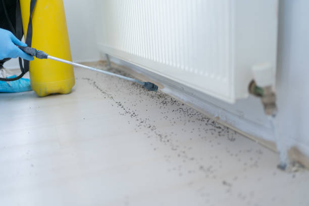 Best Flea Control Services  in Bloomfield, IA
