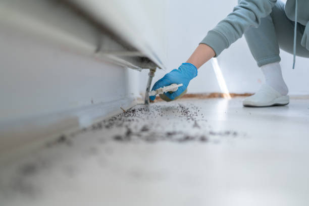 Best Ant Control Services  in Bloomfield, IA